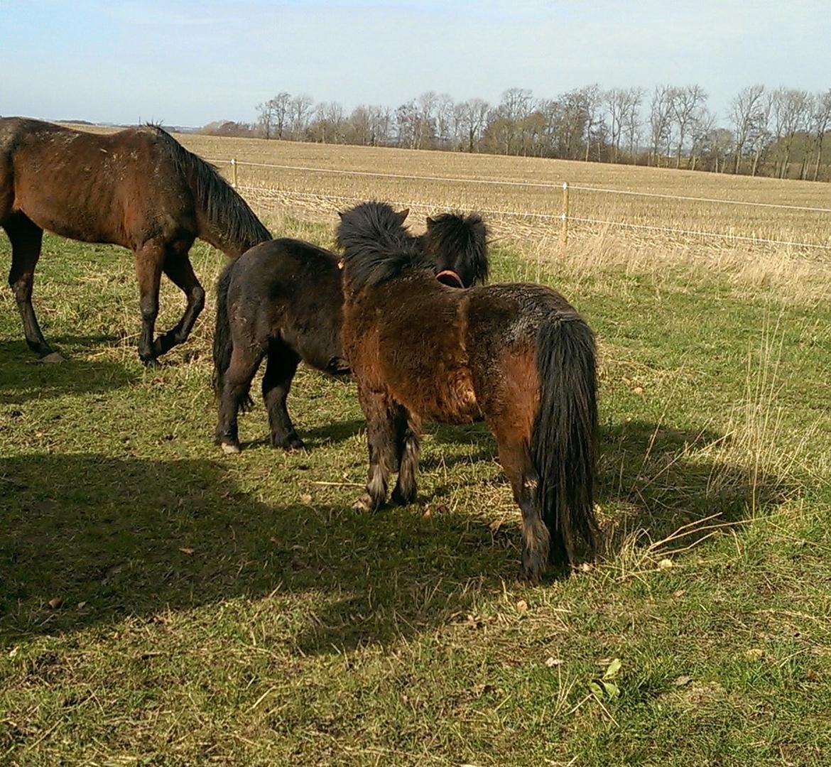 Shetlænder Djoeke van Wommels billede 6