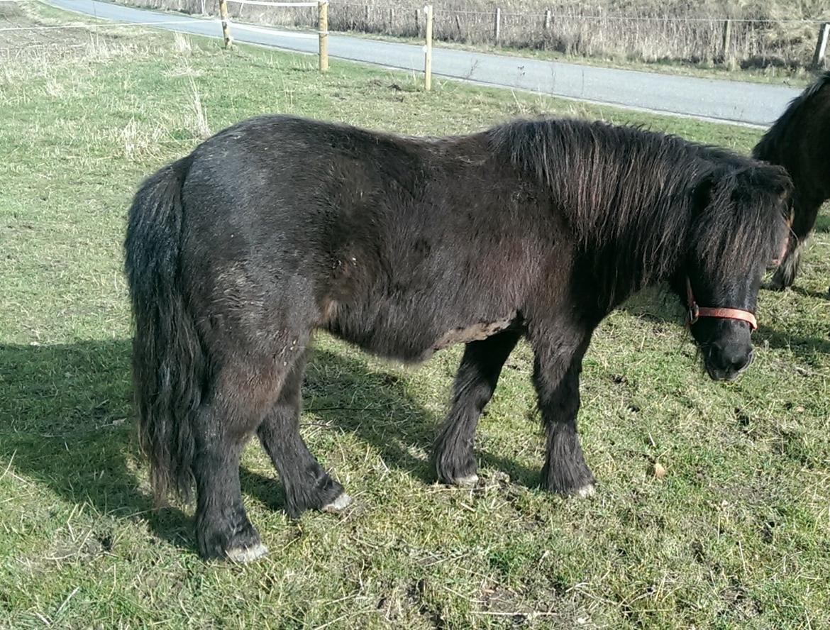 Shetlænder Djoeke van Wommels billede 7
