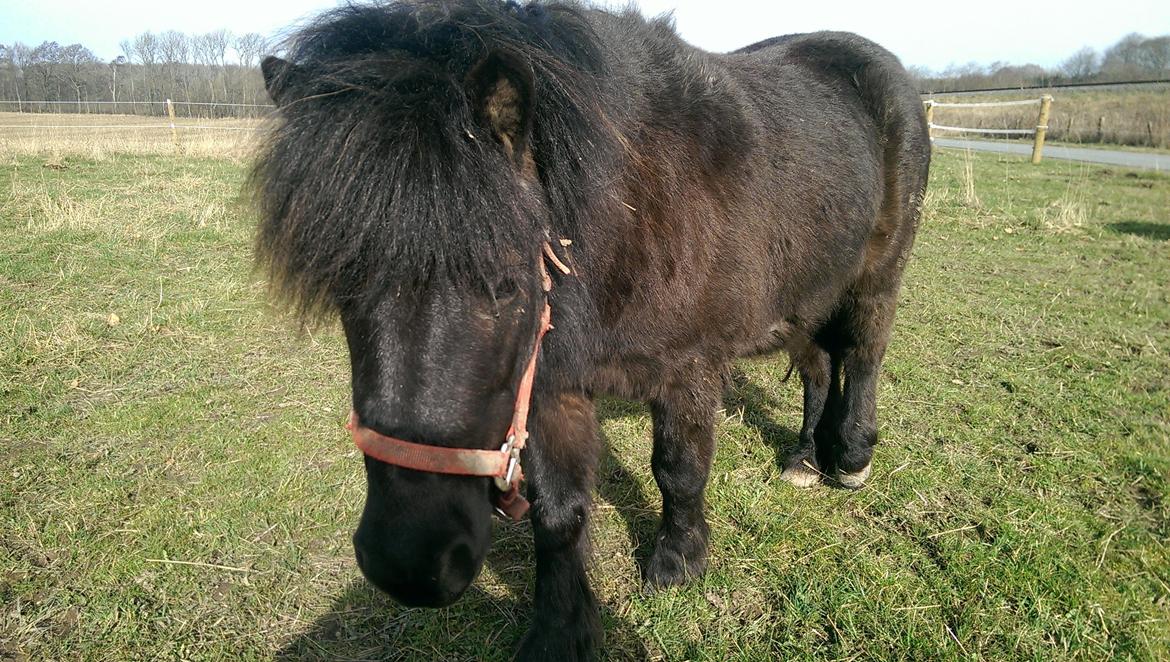 Shetlænder Djoeke van Wommels billede 8