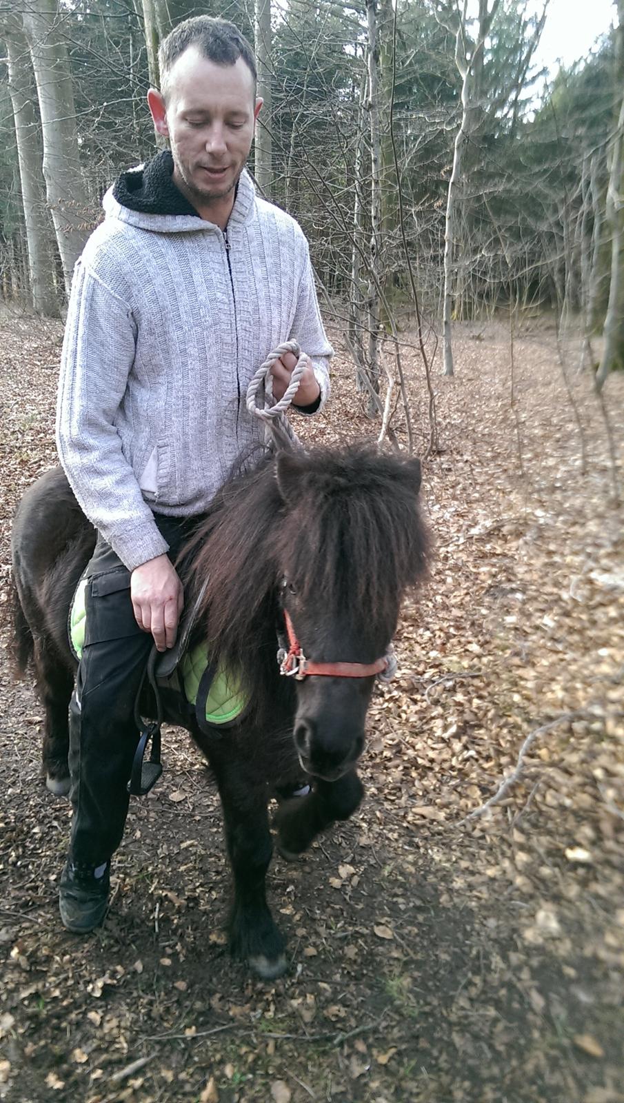 Shetlænder Djoeke van Wommels billede 10