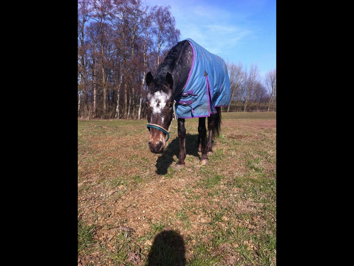 Anden særlig race Milo<3 *SOLGT* billede 21