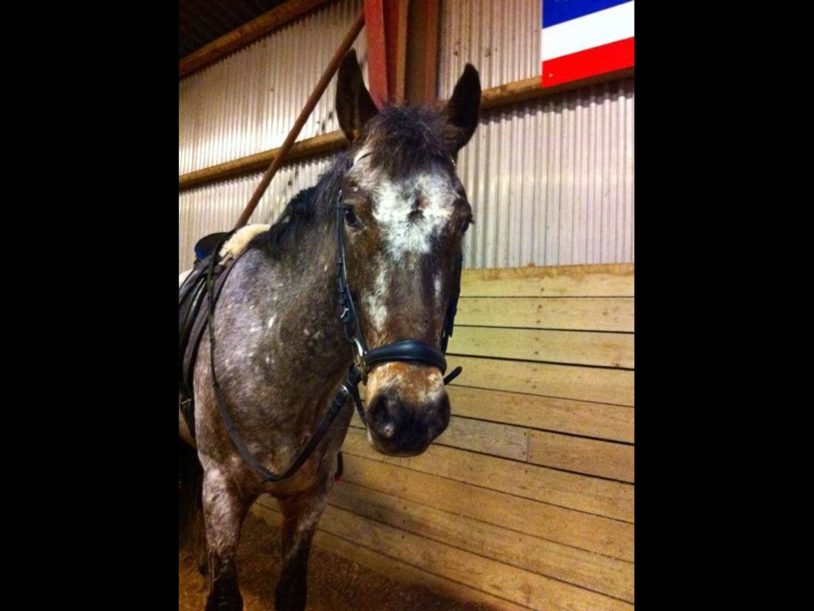 Anden særlig race Milo<3 *SOLGT* billede 23