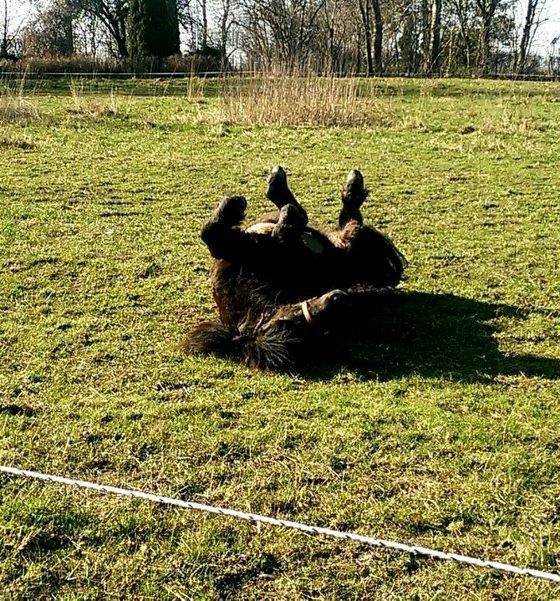 Shetlænder Djoeke van Wommels billede 12