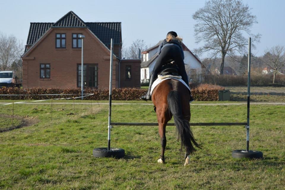 New Forest Angelina Bay -Drømmeponyen- billede 9