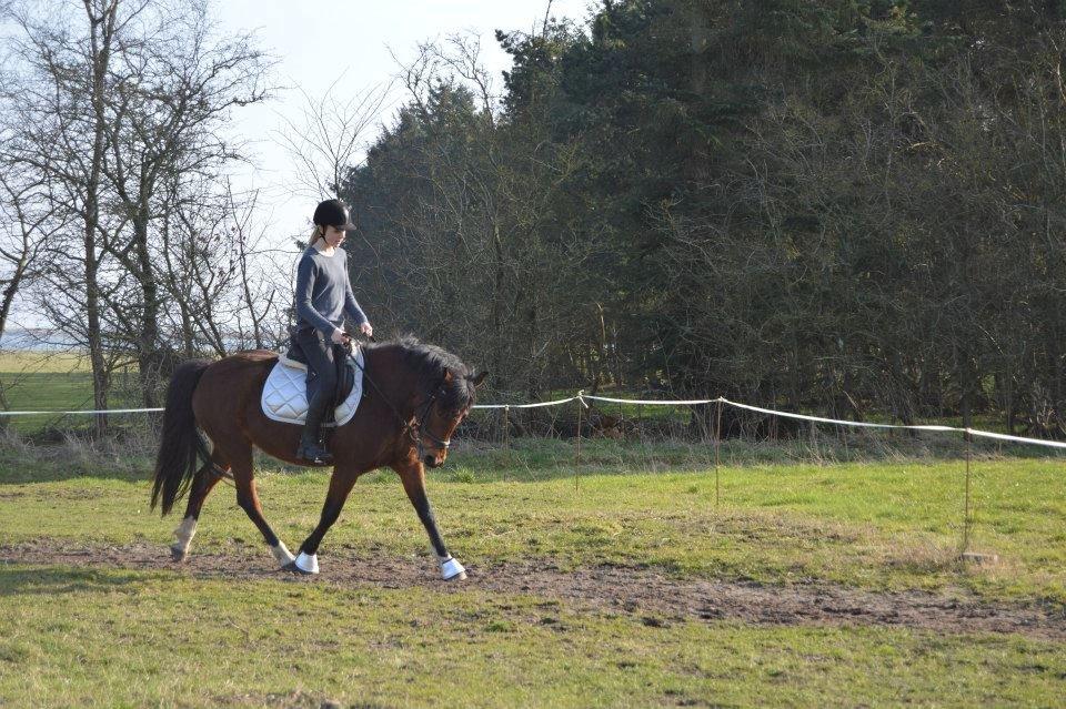 New Forest Angelina Bay -Drømmeponyen- billede 6