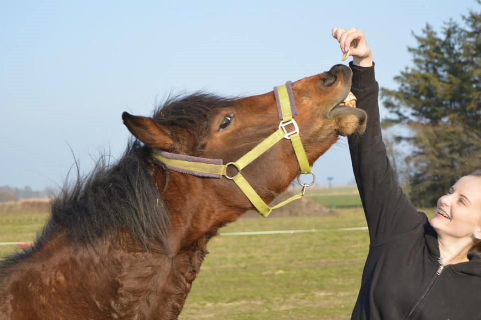 New Forest Angelina Bay -Drømmeponyen- billede 8