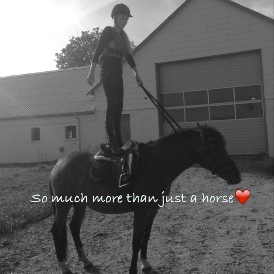 New Forest Angelina Bay -Drømmeponyen- billede 15