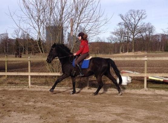 Anden særlig race Willow - Anden gang jeg gallopperer på Willow med mit dårlige knæ. - Vind i håret og det hele, haha. billede 17