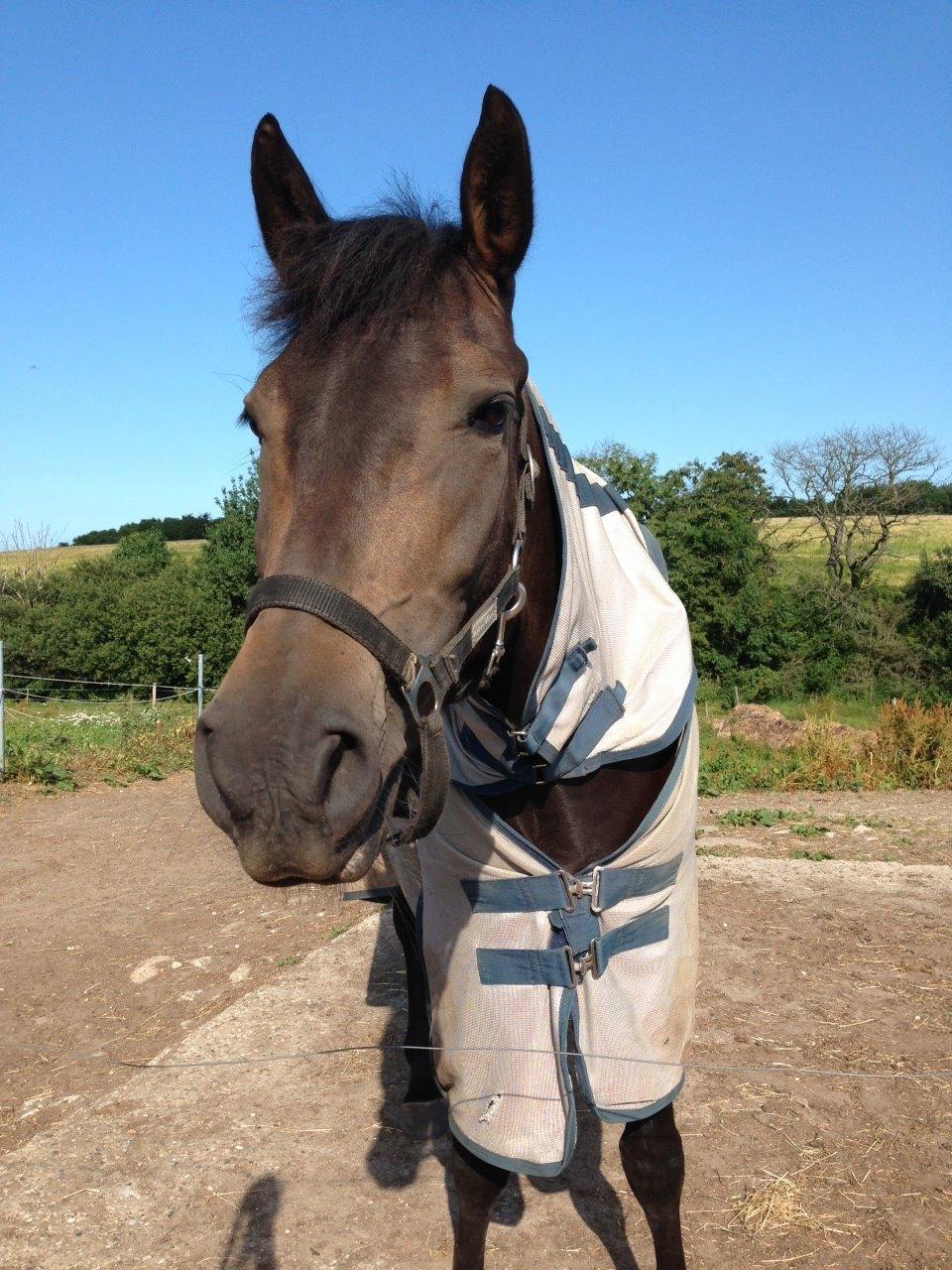 New Forest *Elmholts Odeth* Himmelhest - Sommeren 2013 <3 billede 1