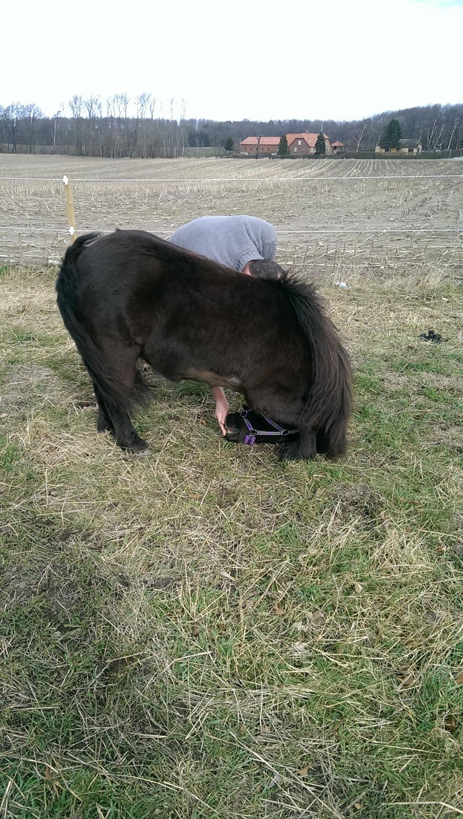 Shetlænder Djoeke van Wommels billede 13