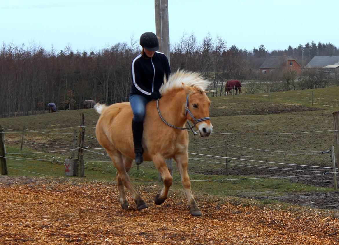 Fjordhest Stella - Første gang i kune grime og træktorv <3 billede 7