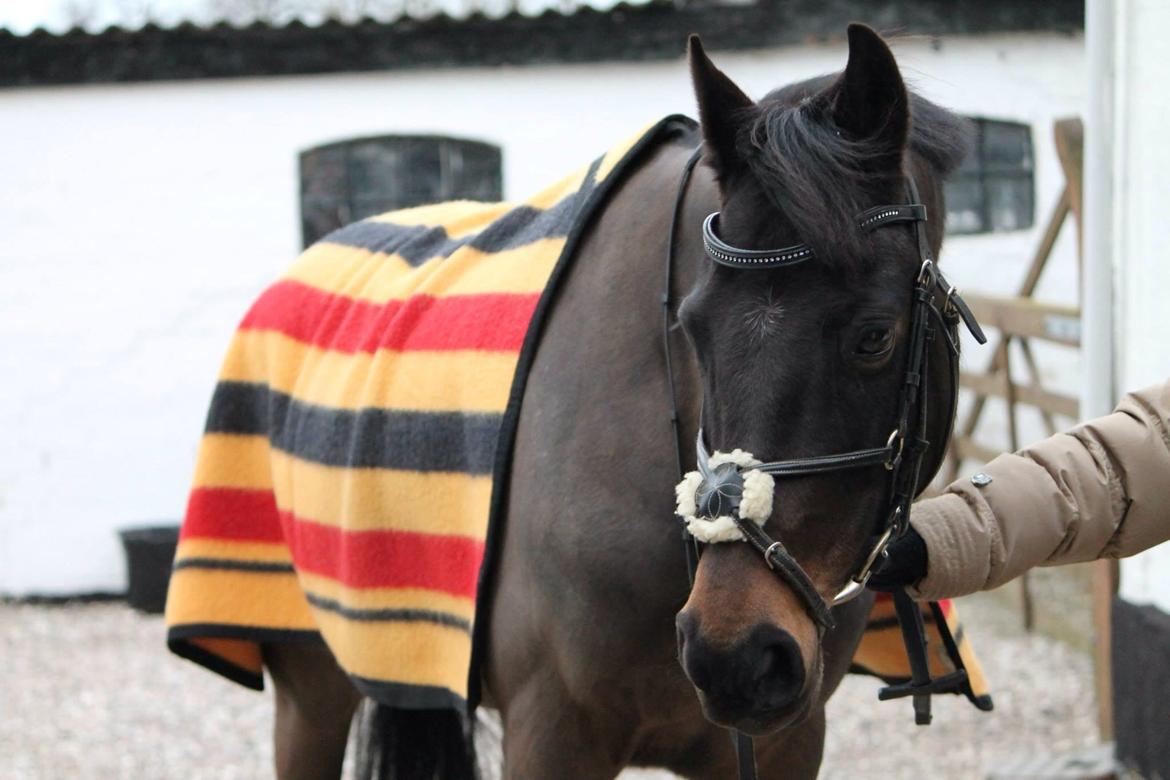 Hollandsk Sportspony NAPIRAI - Min smukkeste. <3 billede 6