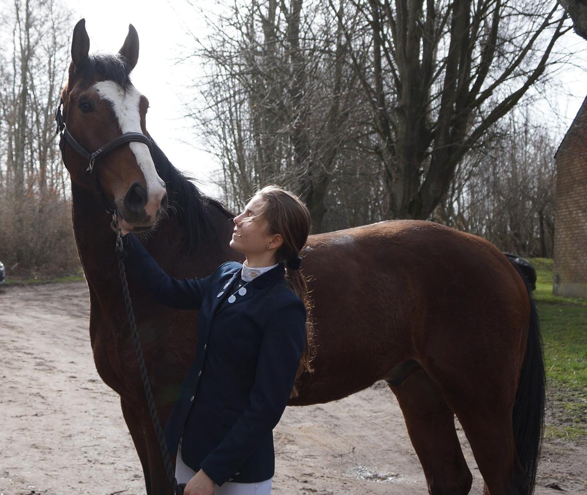 Dansk Varmblod Gade Drengen billede 17