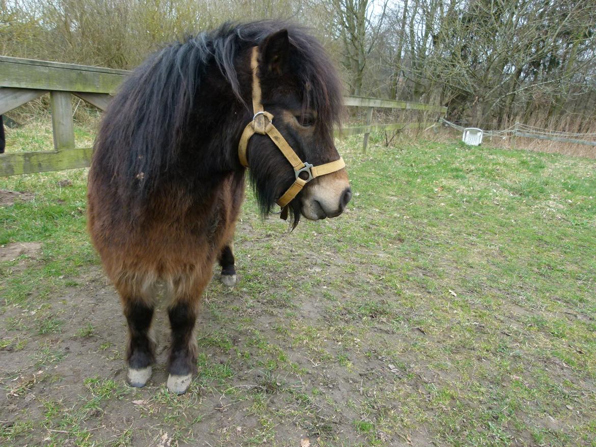 Shetlænder Sputnik - 16 marts 2014 billede 3