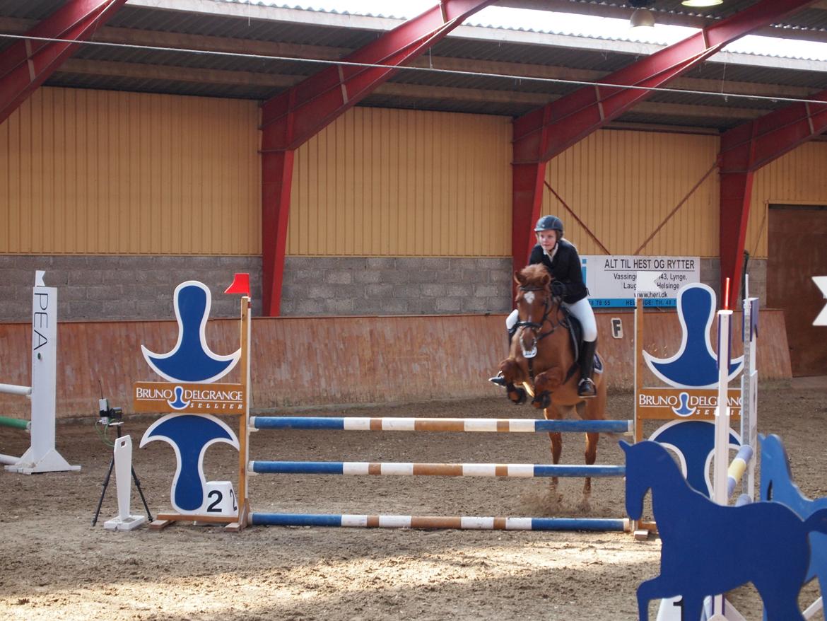 Anden særlig race Celina billede 21