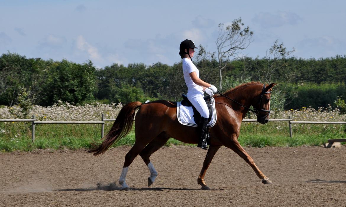 Hollandsk Sportspony Barrichello billede 10