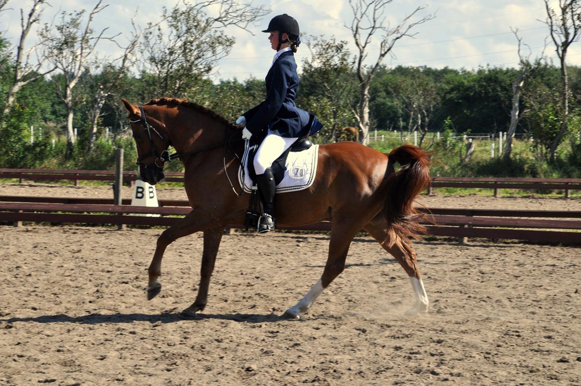 Hollandsk Sportspony Barrichello billede 13