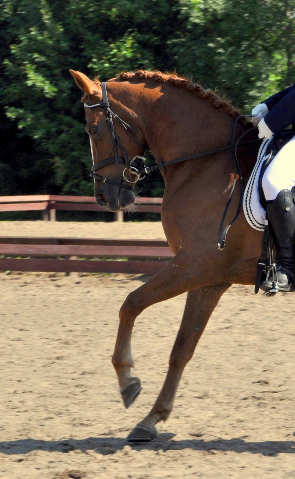 Hollandsk Sportspony Barrichello billede 14