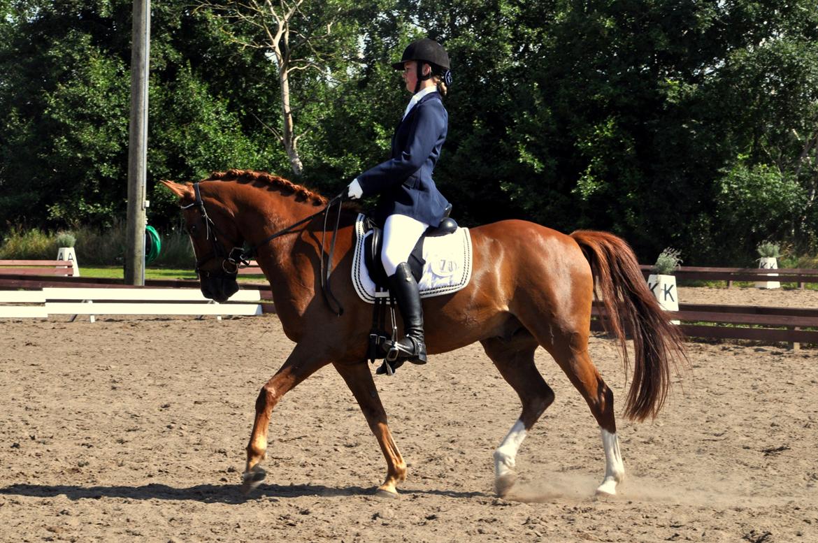 Hollandsk Sportspony Barrichello billede 15