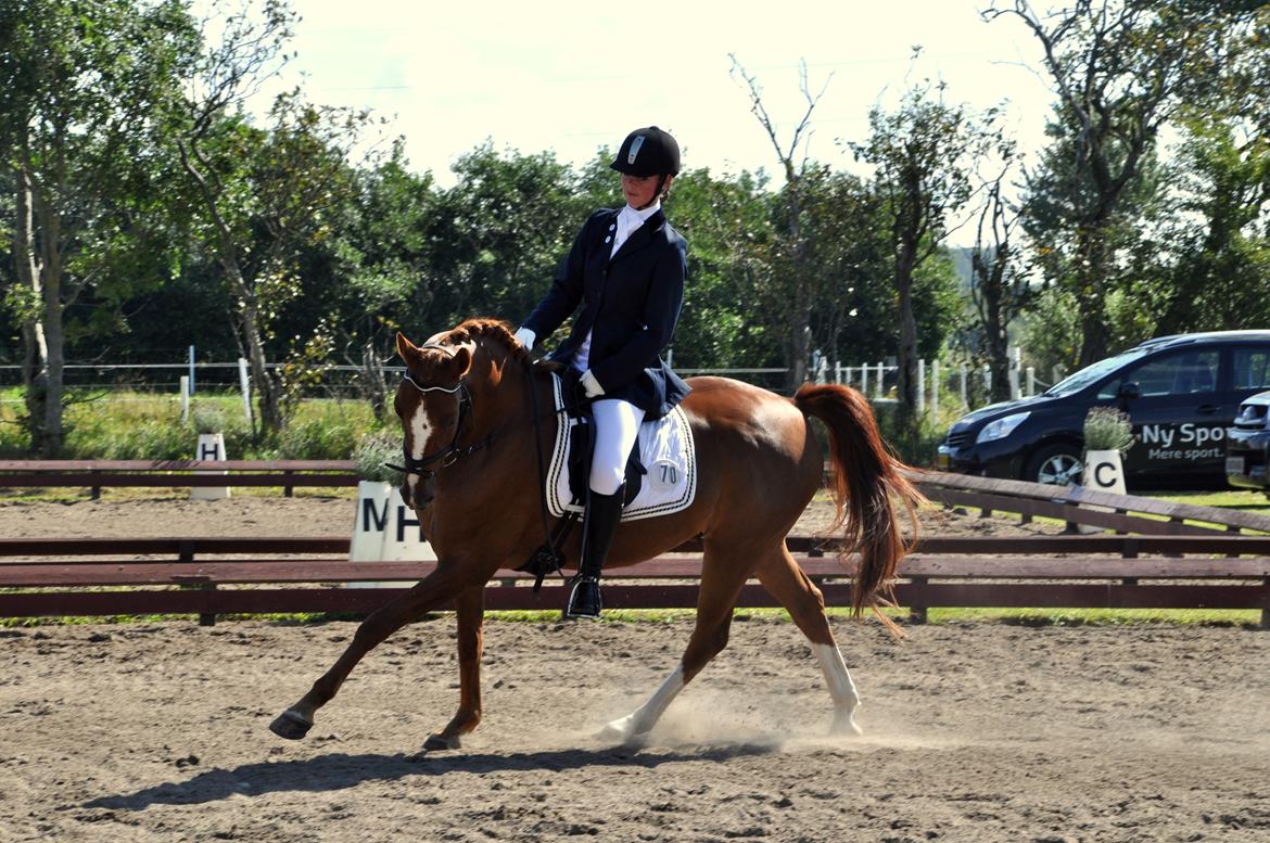 Hollandsk Sportspony Barrichello billede 16