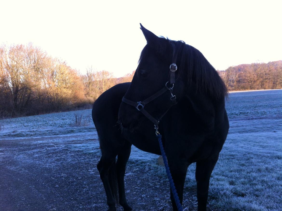 Anden særlig race Ayla (Tidl. hest) billede 11