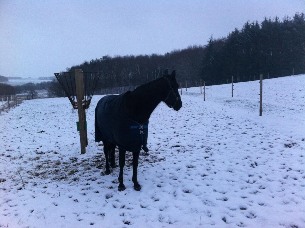 Anden særlig race Ayla (Tidl. hest) billede 17