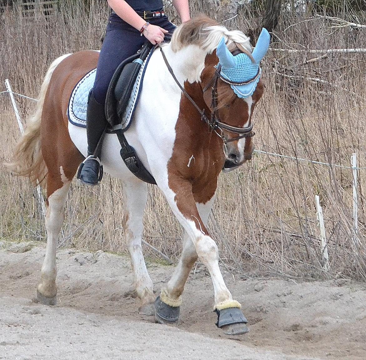 Anden særlig race Prins Carlos billede 2