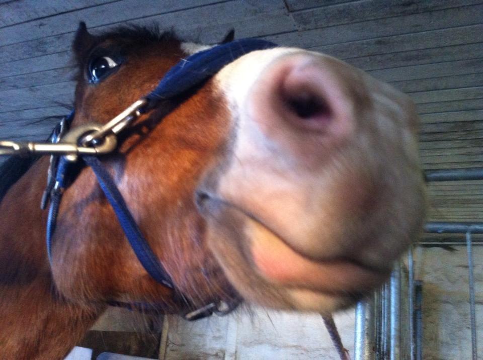 Anden særlig race Django [tidligere lånepony] - I stalden :) billede 10