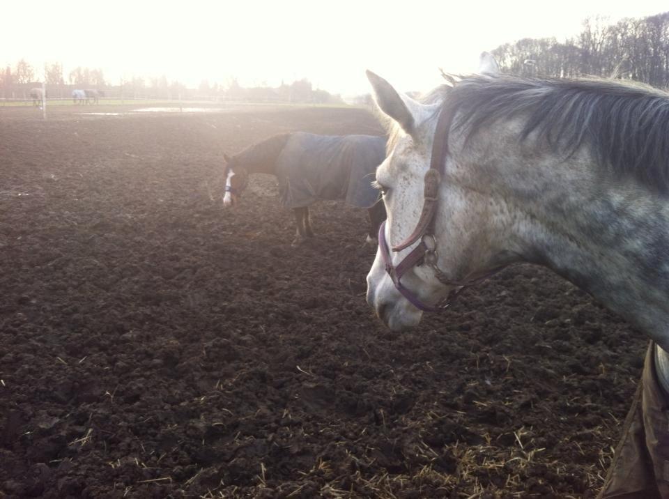 Anden særlig race Django [tidligere lånepony] - Django på fold :) billede 12
