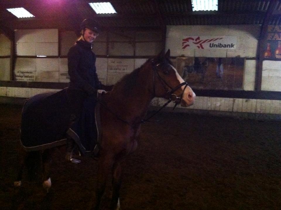 Anden særlig race Django [tidligere lånepony] billede 14