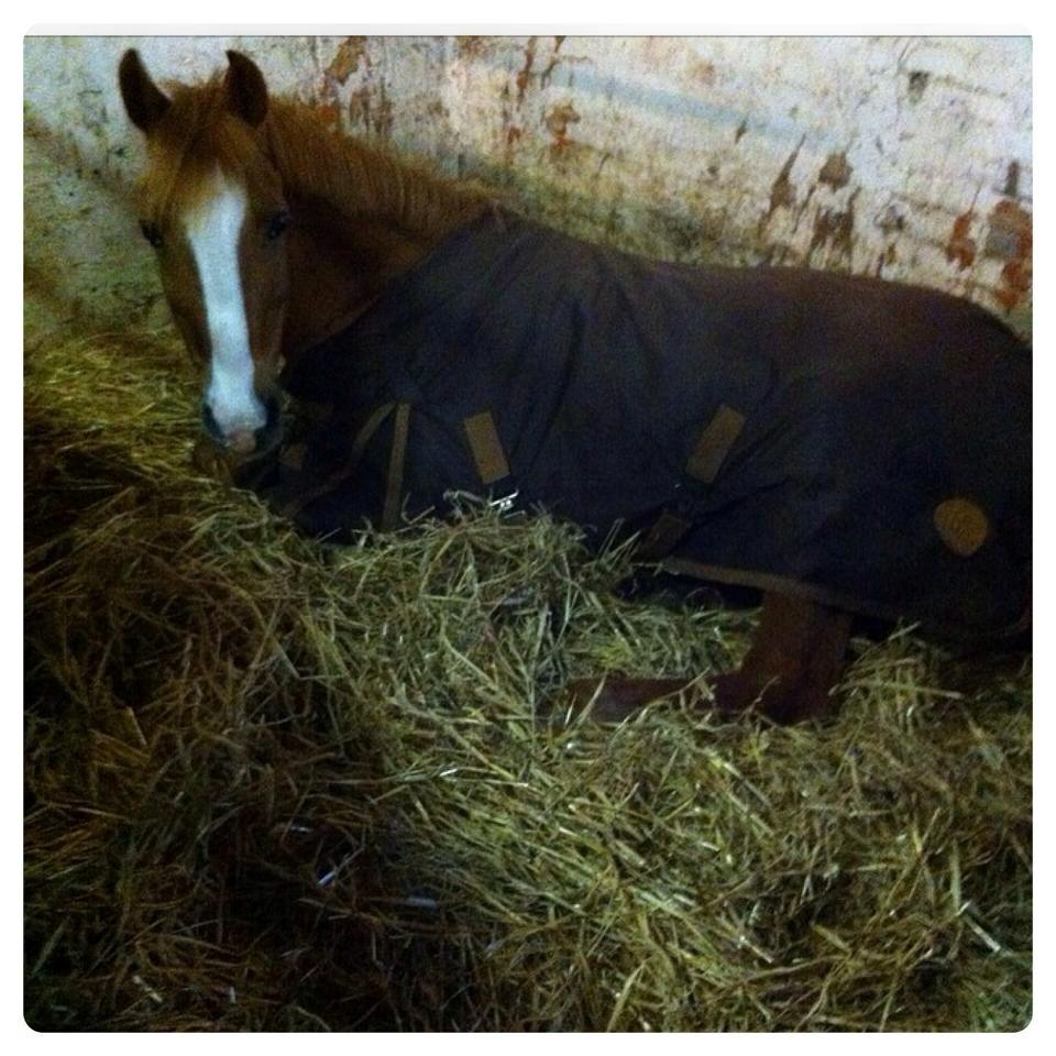 Tysk Sportspony Delphine aka. Delle.<3 - Delphine ligger ned..:') billede 20