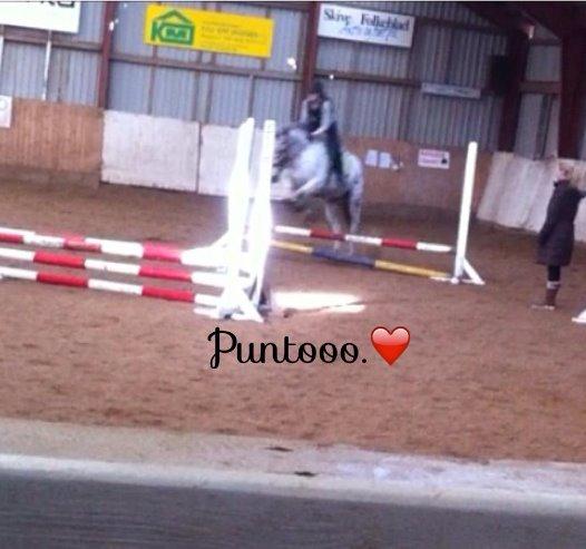 Knabstrupper Nevara Shadow aka. Punto - Og vi hoppeeeer! :* billede 5