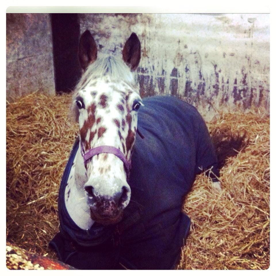 Knabstrupper Nevara Shadow aka. Punto - Punto min basse. <3 billede 6