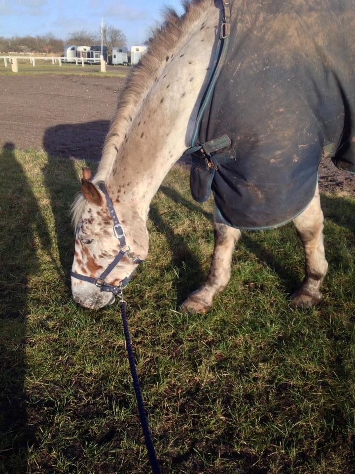 Knabstrupper Nevara Shadow aka. Punto - Meget rene Punto.. eller noget.. billede 7