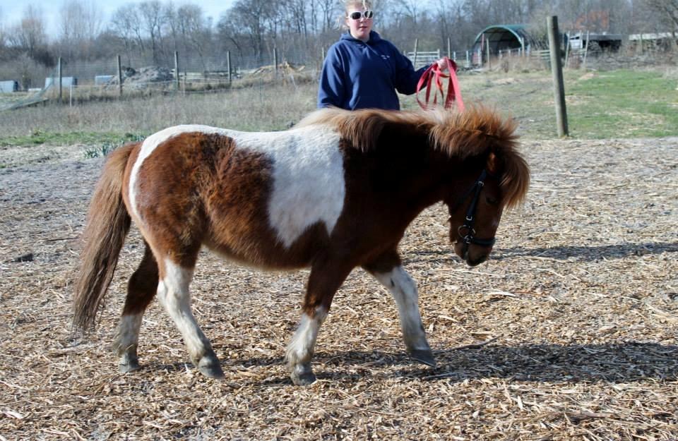 Anden særlig race Bugsi <3  - Taget af: Mia Knudsen billede 3