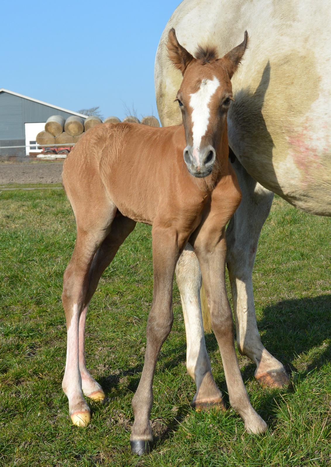 DSP Lykkebo Duncan - 13.03.14 billede 8