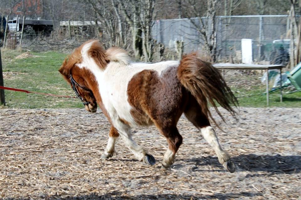 Anden særlig race Bugsi <3  - Taget af: Mia Knudsen billede 9