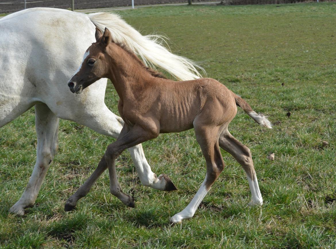 DSP Lykkebo Duncan - 15.03.14 billede 15