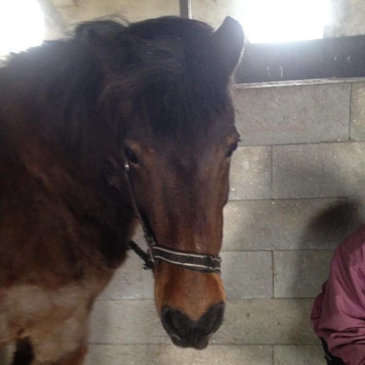 Anden særlig race Berta billede 13