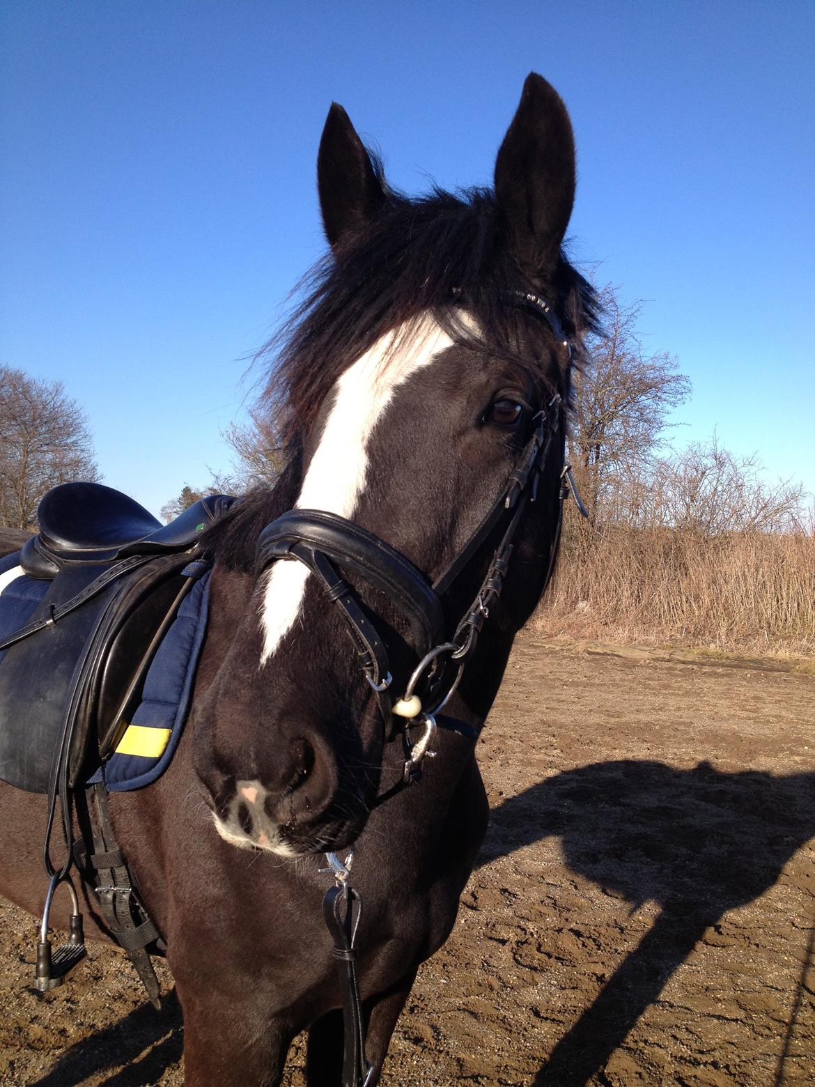 Oldenborg M's Mercedes billede 2