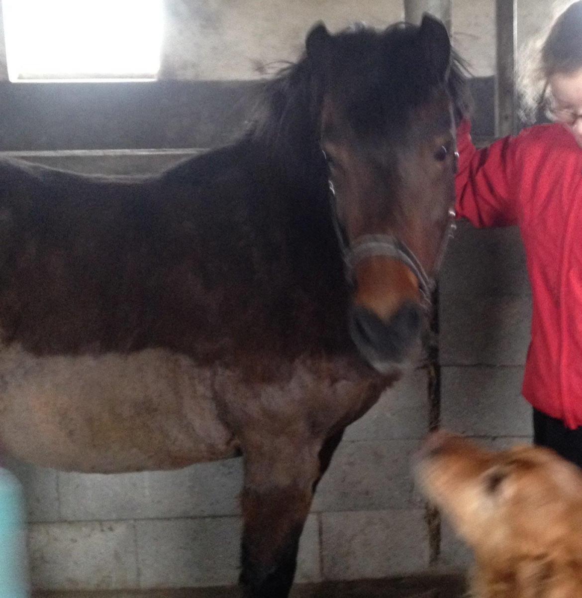 Anden særlig race Berta - Her er det værste pels klippet af billede 14