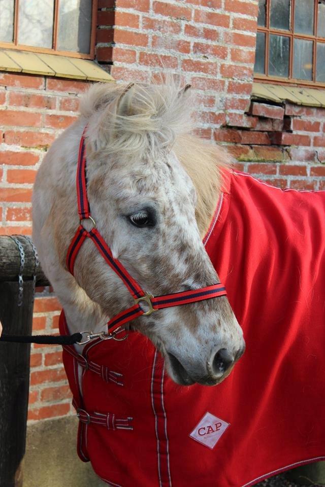 Knabstrupper Bailey - 2014 billede 2