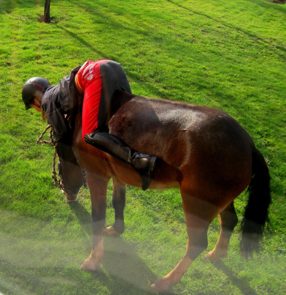Welsh Pony (sec B) Korreborgs Mateus - når Mateus skal æde, SÅ skal han æde ;) billede 18