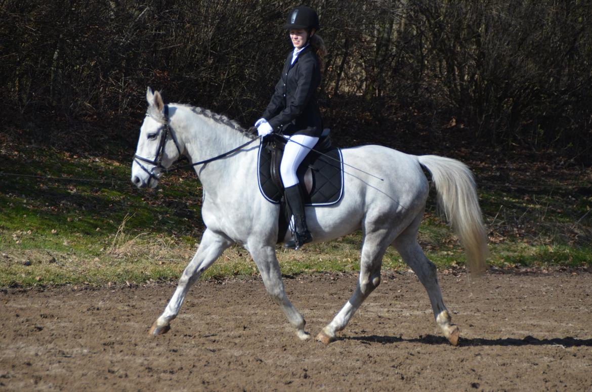 Oldenborg Kahlua - SE ryttertræf - opvarmning billede 8