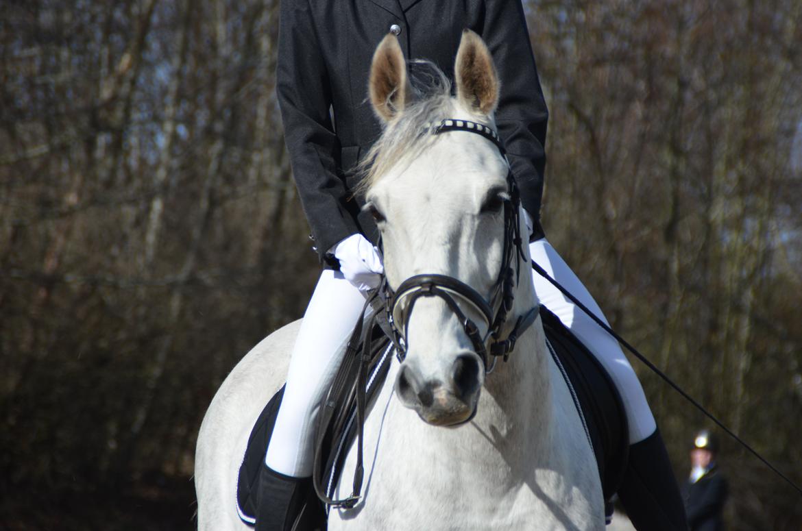 Oldenborg Kahlua - Velkommen til Kahluas profil, giv gerne en bedømmelse og evt. en kommentar<3 Elsker bare hans udtryg på det her billed! You are my star<3 <3 <3 billede 1