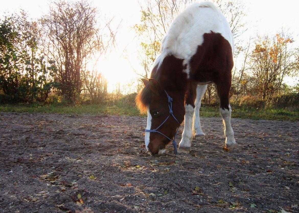 Anden særlig race Mikado - SAVNET! :'( <3 - He is not just my horse. He's my dreams. He's my happiness, He's my heart, He' my laughter, He' my teacher, He's my sanity & He's the best part of me! <3 billede 3