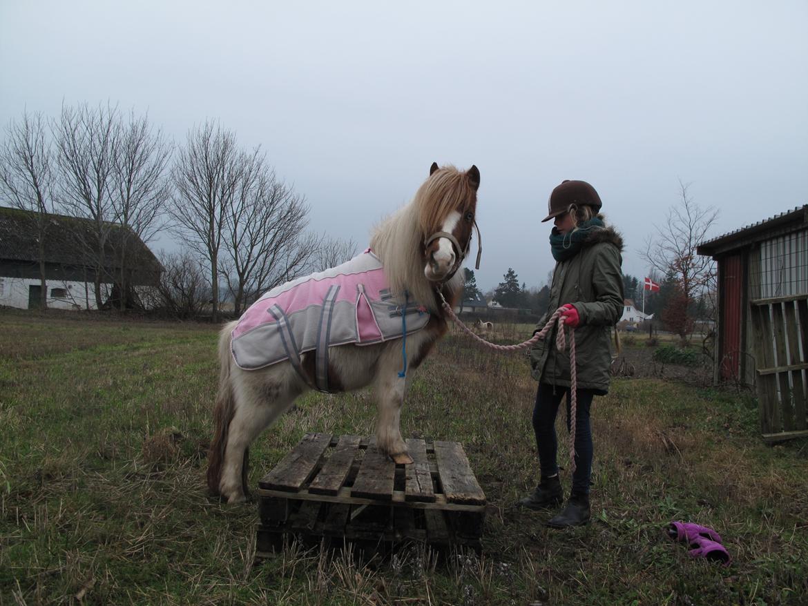 Shetlænder Flaminco *Min Skattebasse<3* billede 9