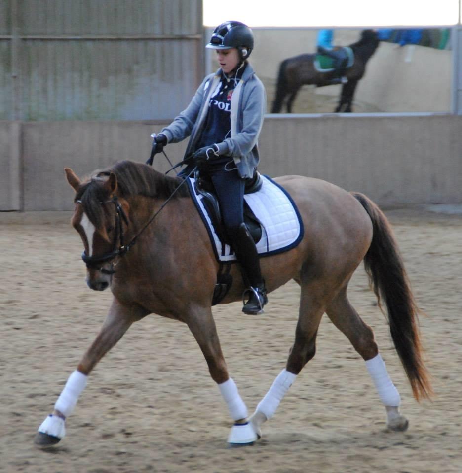 Welsh Cob (sec D) Fronerthig Red Hot Chilli billede 10