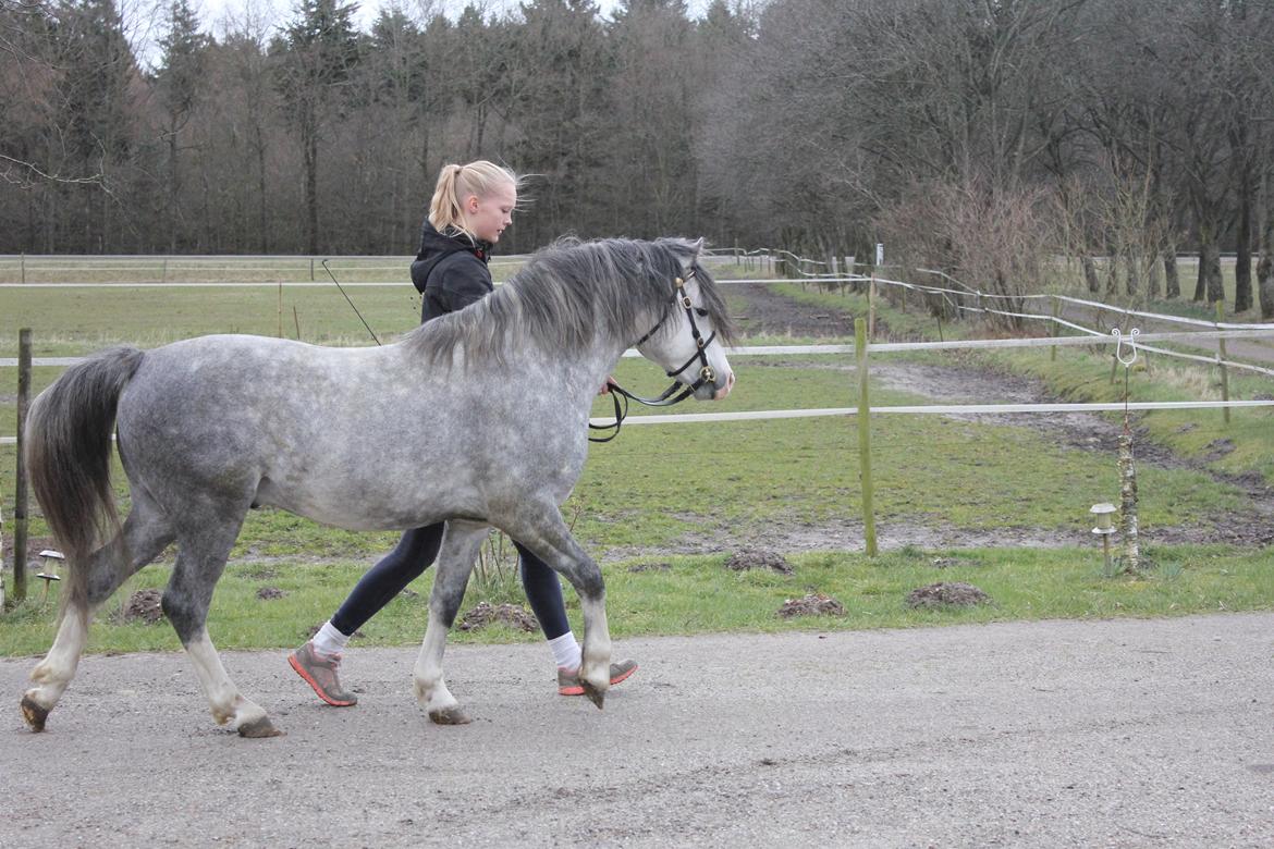 Welsh Pony (sec B) Bjerregårds Sonny Boy billede 8