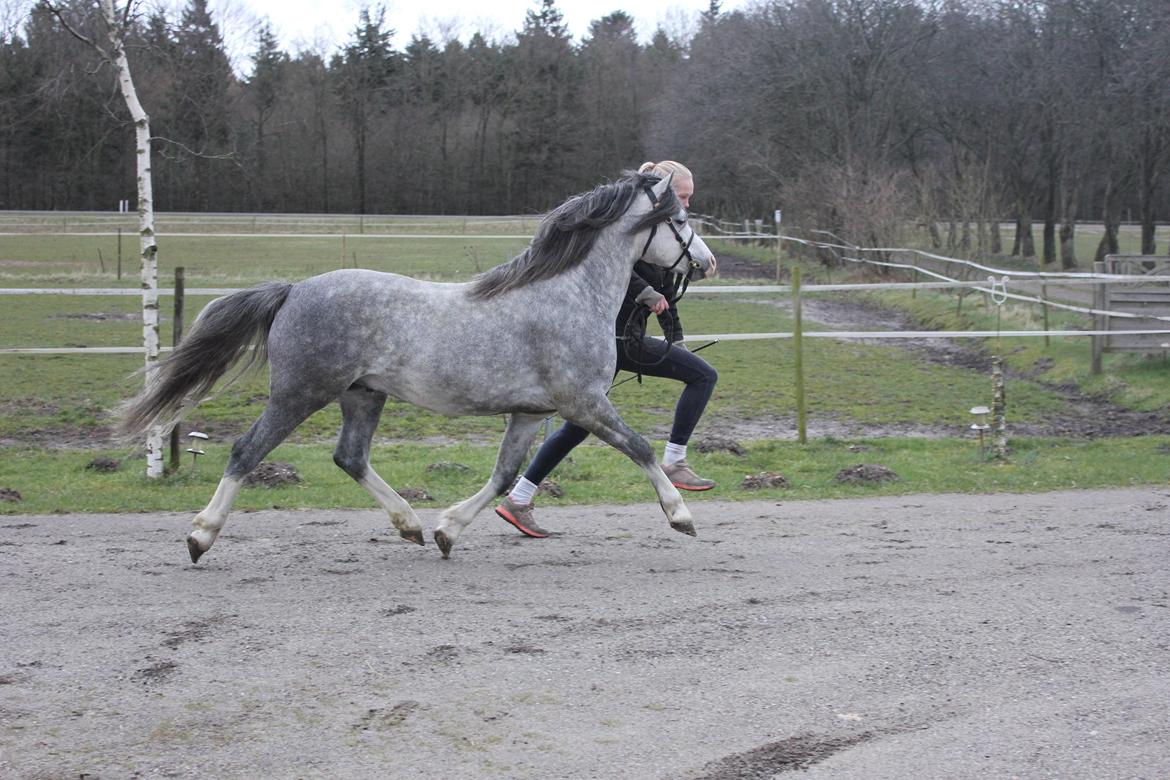 Welsh Pony (sec B) Bjerregårds Sonny Boy billede 5